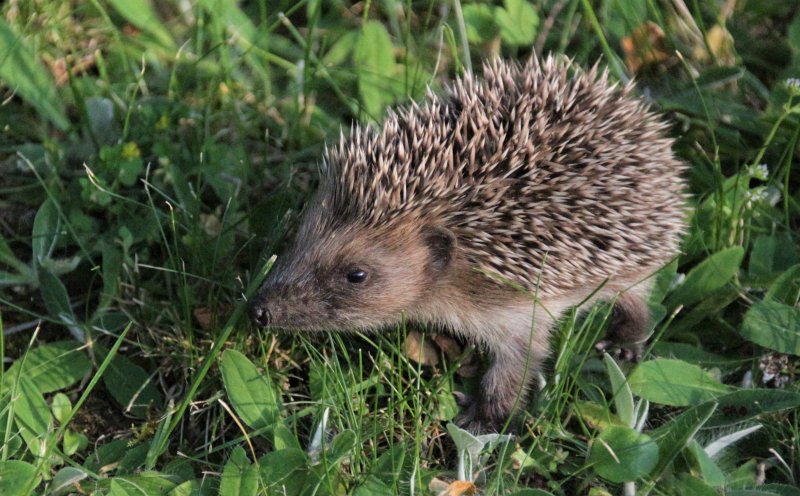 HÉRISSON JUVÉNILE. Le Choupisson. La biodiversité dans un Jardin en centre bourg. Cliché prit en fin d'après midi vers 19h. PHILIPPE BAUMY